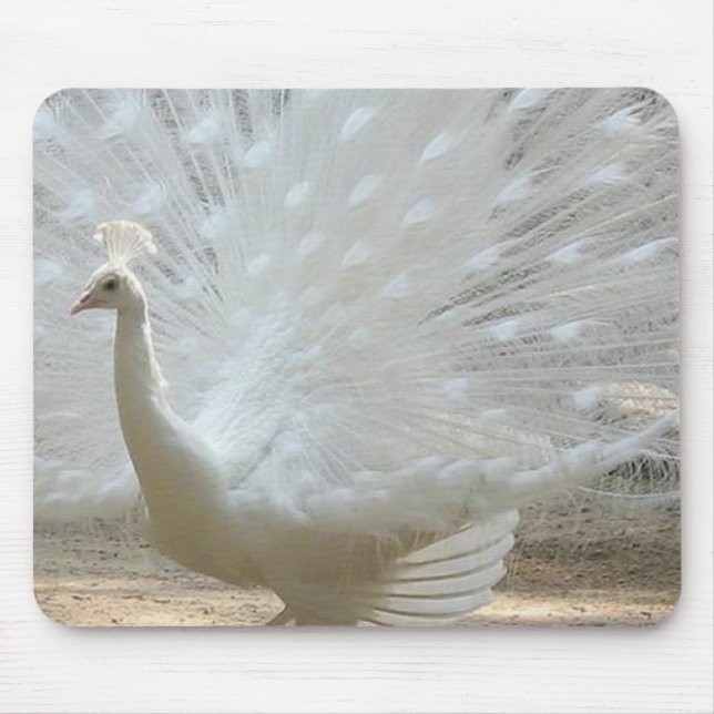 Mousepad pavão branco lindo (Frente)