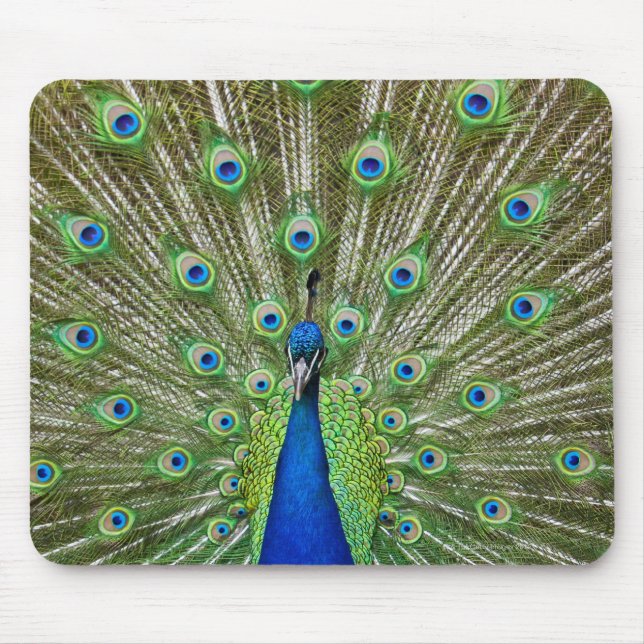 Mousepad Pavão com as penas (Frente)