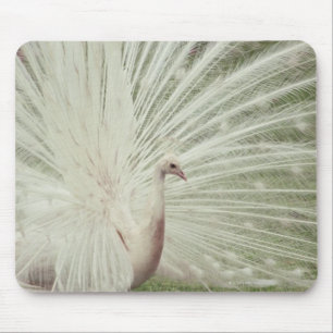 Mousepad Pavão do albino