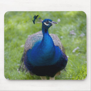 Mousepad Pavão masculino (cristatus do Pavo)