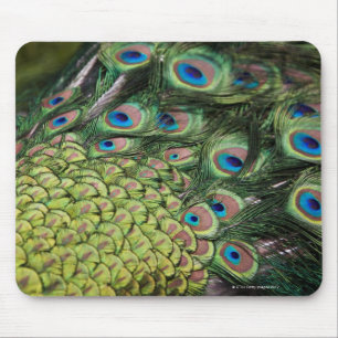 Mousepad Pavão masculino (cristatus do Pavo) que indica a