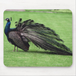 Mousepad Pavão no campo