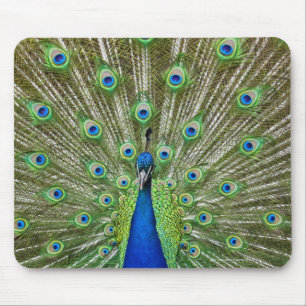 Mousepad Pavão que mostra suas penas