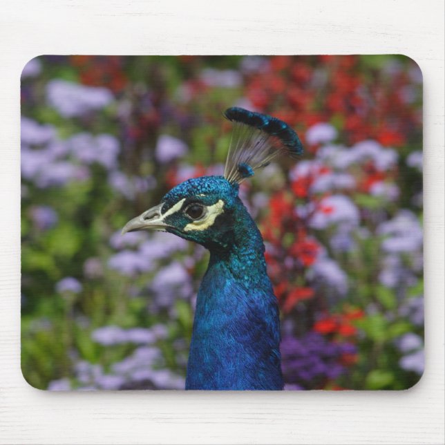 Mousepad Pavock Close-up (Frente)