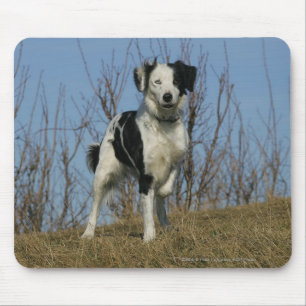 Mousepad Pé de border collie levantado