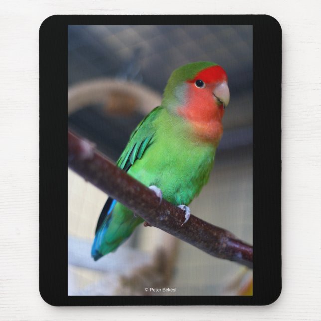 Mousepad Peach-faced lovebird (Frente)