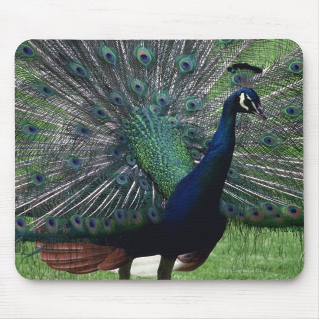 Mousepad Peacock (Frente)