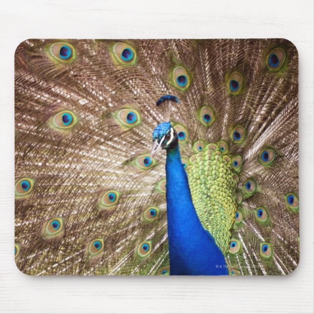 Mousepad Peacock exibindo plumagem (Frente)