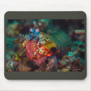 Mousepad Peacock Mantis Shrimp