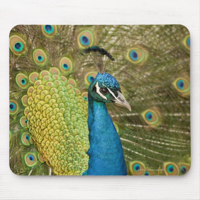 Mousepad Peacock struting (Frente)