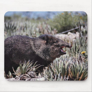 Mousepad Peccary colocado um colar (javelina) que boceja