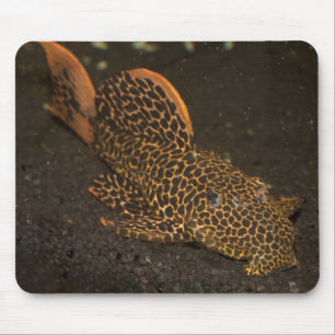 Mousepad Peckoltia Compta