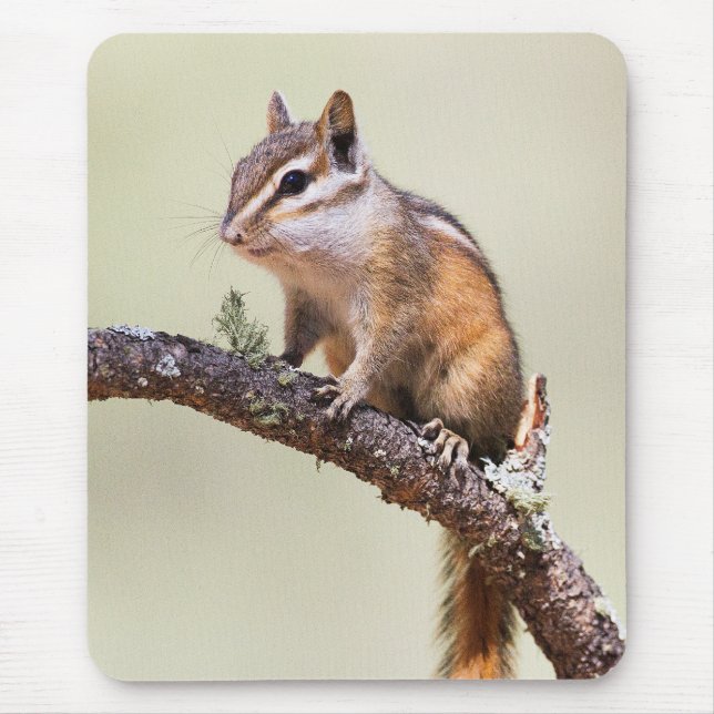 Mousepad Pedaço giro e bonito (Frente)