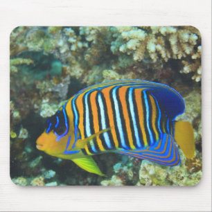 Mousepad Peixe-anjos-regio juvenil Pygoplites