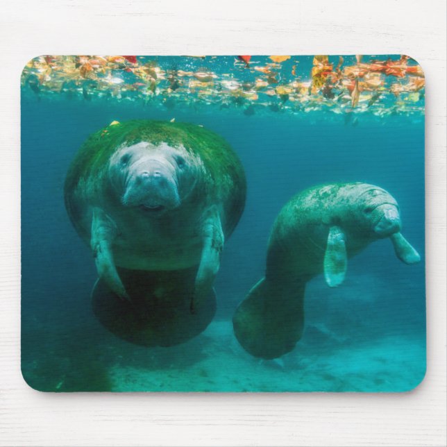 Mousepad Peixe-boi mãe com seu filhote em Crystal River (Frente)