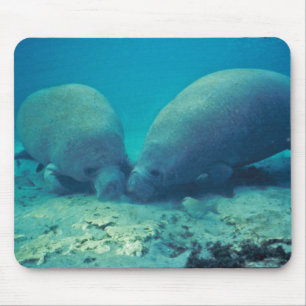 Mousepad Peixe-boi que enraíza na areia