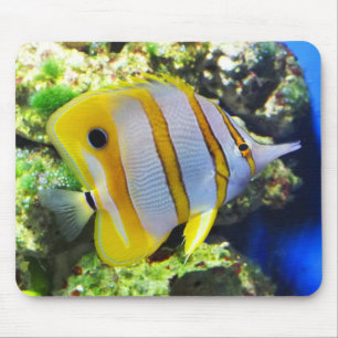 Mousepad Peixe-borboleta