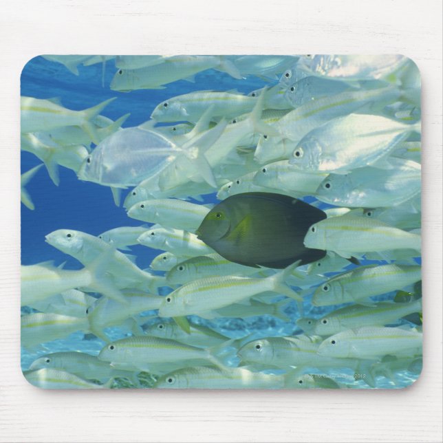 Mousepad Peixe-cirurgião amarelo com peixes-dourados de lis (Frente)