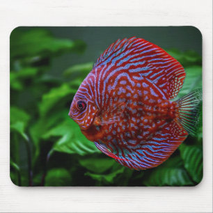 Mousepad peixe, disco, água