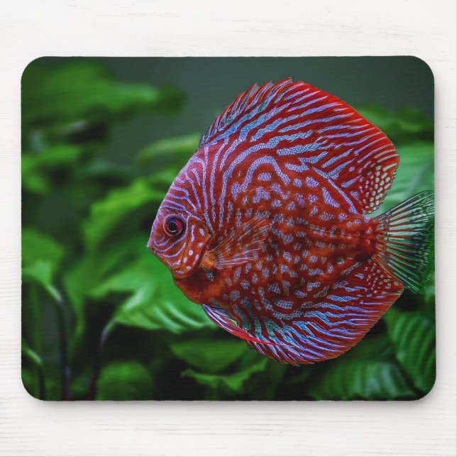 Mousepad peixe, disco, água (Frente)