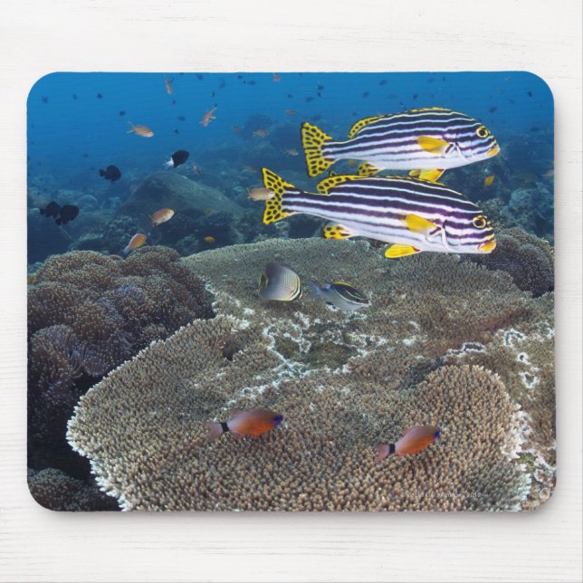 Mousepad Peixe-doce (Frente)