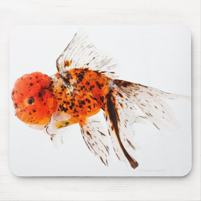 Mousepad Peixe-dourado (Carassius auratus) (Frente)