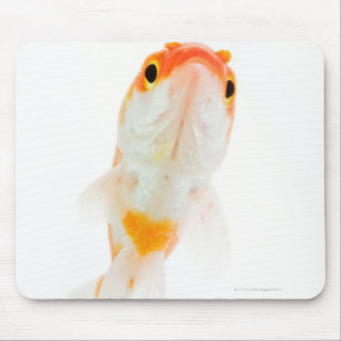 Mousepad Peixe-dourado de cauda-cometa