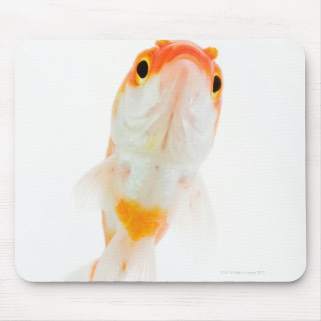 Mousepad Peixe-dourado de cauda-cometa (Frente)