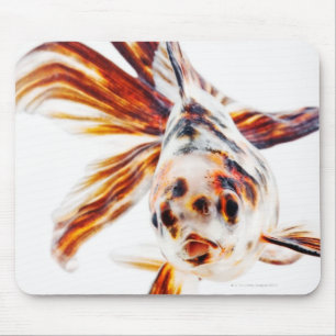 Mousepad Peixe dourado do cometa do Fantail da chita