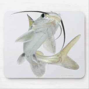 Mousepad Peixe-gato de mar de Tete (seemanni de