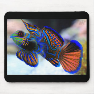 Mousepad Peixe Mandarino