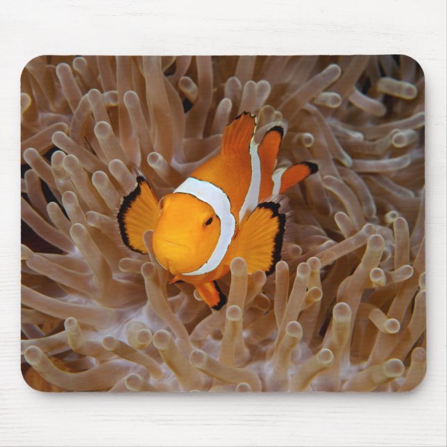 Mousepad Peixe-palha - Molokai, Cliff de costa norte (Frente)