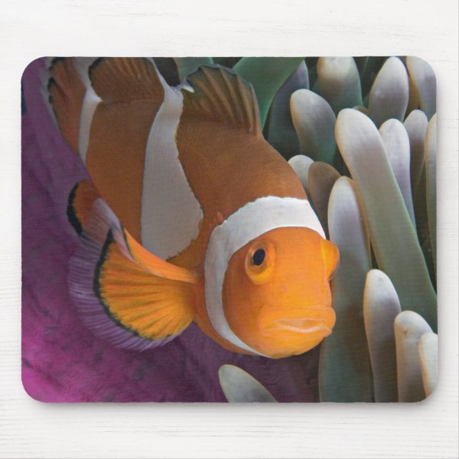 Mousepad Peixe-palhaço-ocidental (Frente)
