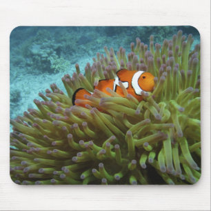 Mousepad Peixe-palheiro ocidental ( Amphiprion ocellaris )