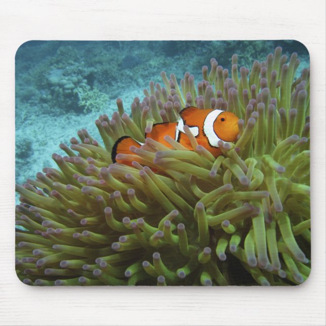 Mousepad Peixe-palheiro ocidental ( Amphiprion ocellaris ) (Frente)