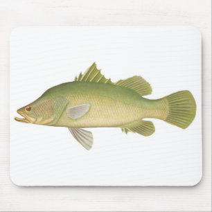 Mousepad Peixes - Barramundi - Calcarífero tardio