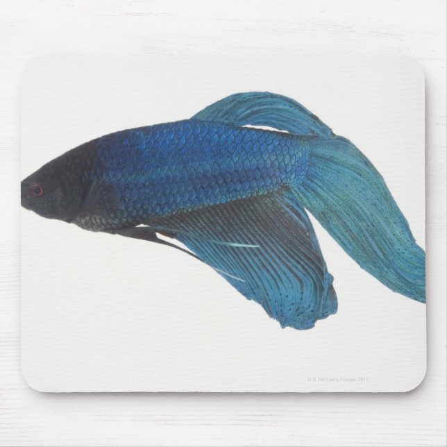 Mousepad Peixes Betta ou Peixes de Combate de Azul Masculin (Frente)