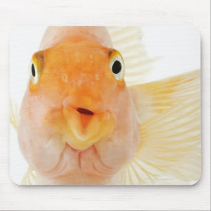 Mousepad Peixes de água doce tropicais