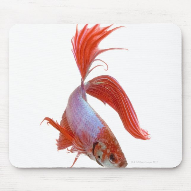 Mousepad Peixes de combate siameses (Betta esplendens) (Frente)