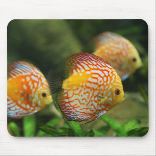 Mousepad peixes de disco, aquário, água fresca