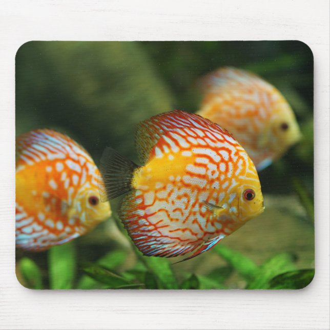 Mousepad peixes de disco, aquário, água fresca (Frente)