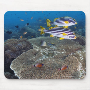 Mousepad Peixes de Sweetlip