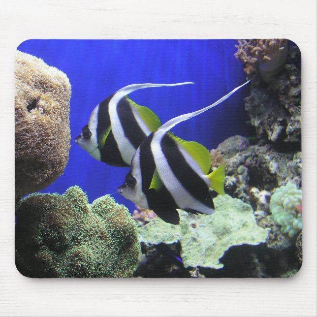 Mousepad Peixes do anjo (Frente)