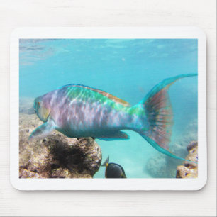 Mousepad Peixes do papagaio de Havaí