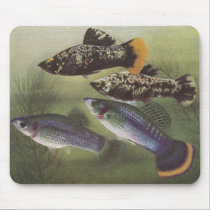 Mousepad Peixes - Mollies - Poecilia sfenops