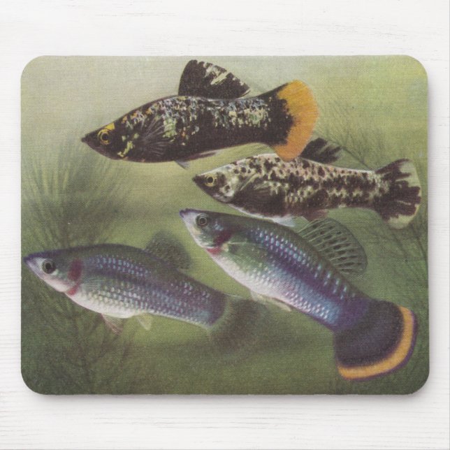 Mousepad Peixes - Mollies - Poecilia Sfenops (Frente)