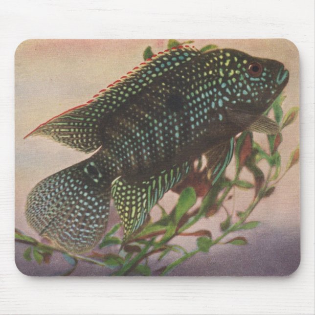Mousepad Peixes - octofasciatus de Jack Dempsey - de (Frente)