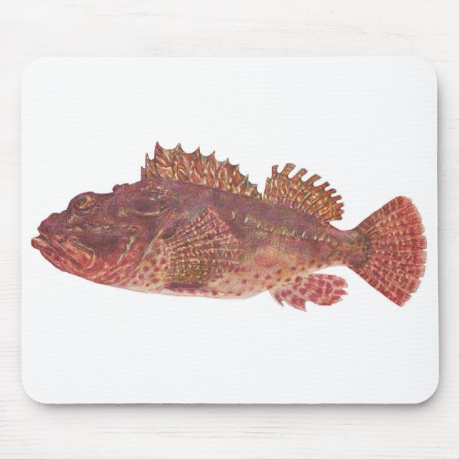 Mousepad Peixes - Red Rock Cod - Scorpaena cardinalis (Frente)