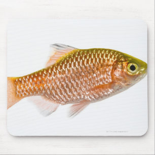 Mousepad Peixes rosados da farpa (conchonius de Puntius)