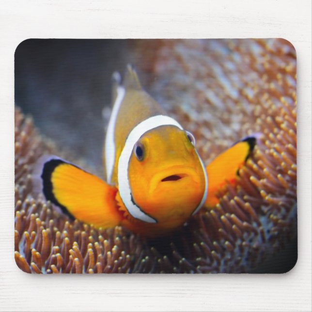 Mousepad Peixes tropicais do recife - Clownfish (Frente)